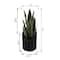Flora Bunda® 13" Snake Plant in Black Ribbed Cement Planter